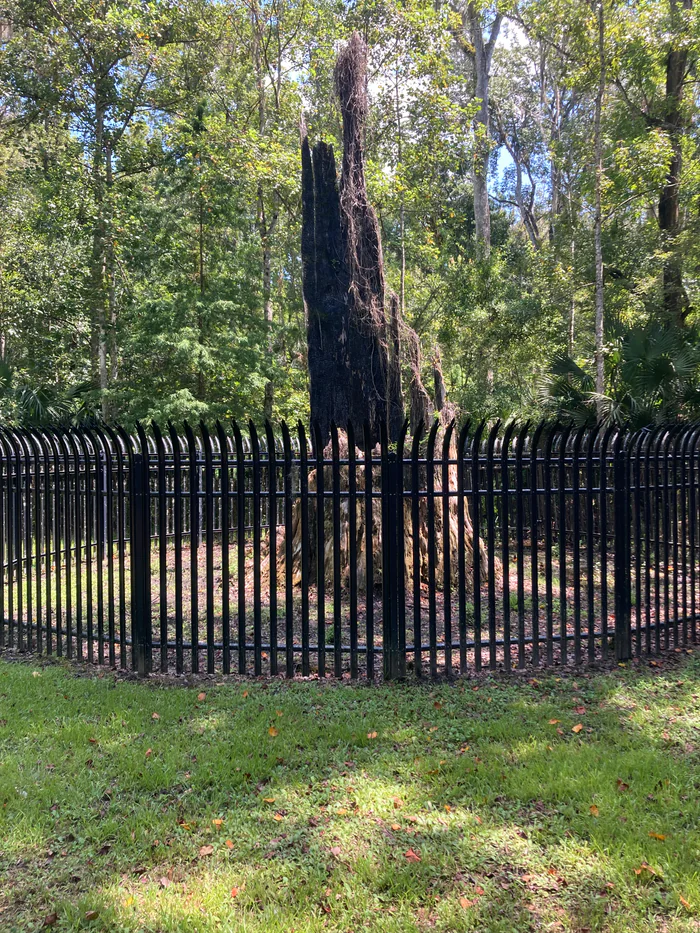 What remains of the trunk of The Senator, in 2021.