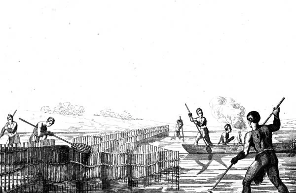 Timucua men trapping fish, in an old engraving based on drawings by Jacques Le Moyne.