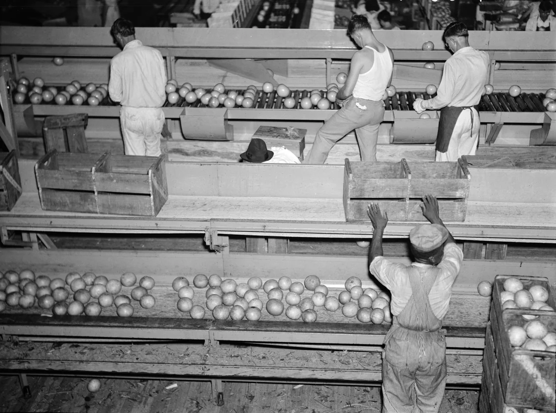 Workers grading citrus fruit in a packing plant at Fort Pierce, January 1937.