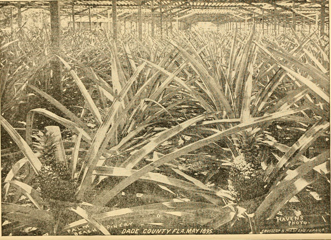 Pineapples growing in Florida, from a settlers' guide published in 1895.