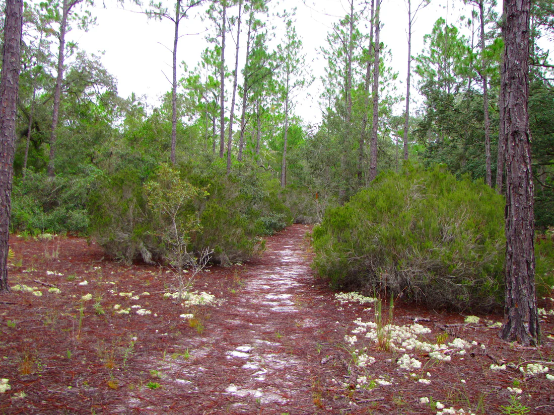 Slash pines and Florida rosemary along a trail in the Withlacoochee State Forest.