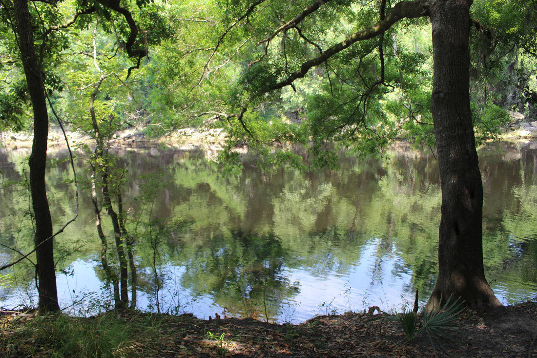 The Suwannee River seen through the trees at Suwannee River State Park, 2019.