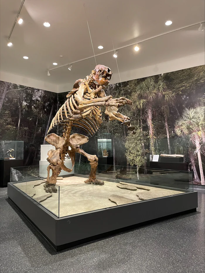 A giant ground sloth skeleton at the Museum of Arts & Sciences in Daytona Beach.