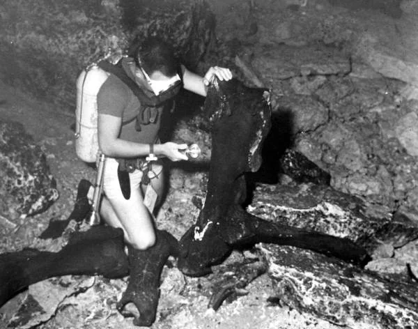 A scuba diver examining mastodon bones at Wakulla Springs, 1957.