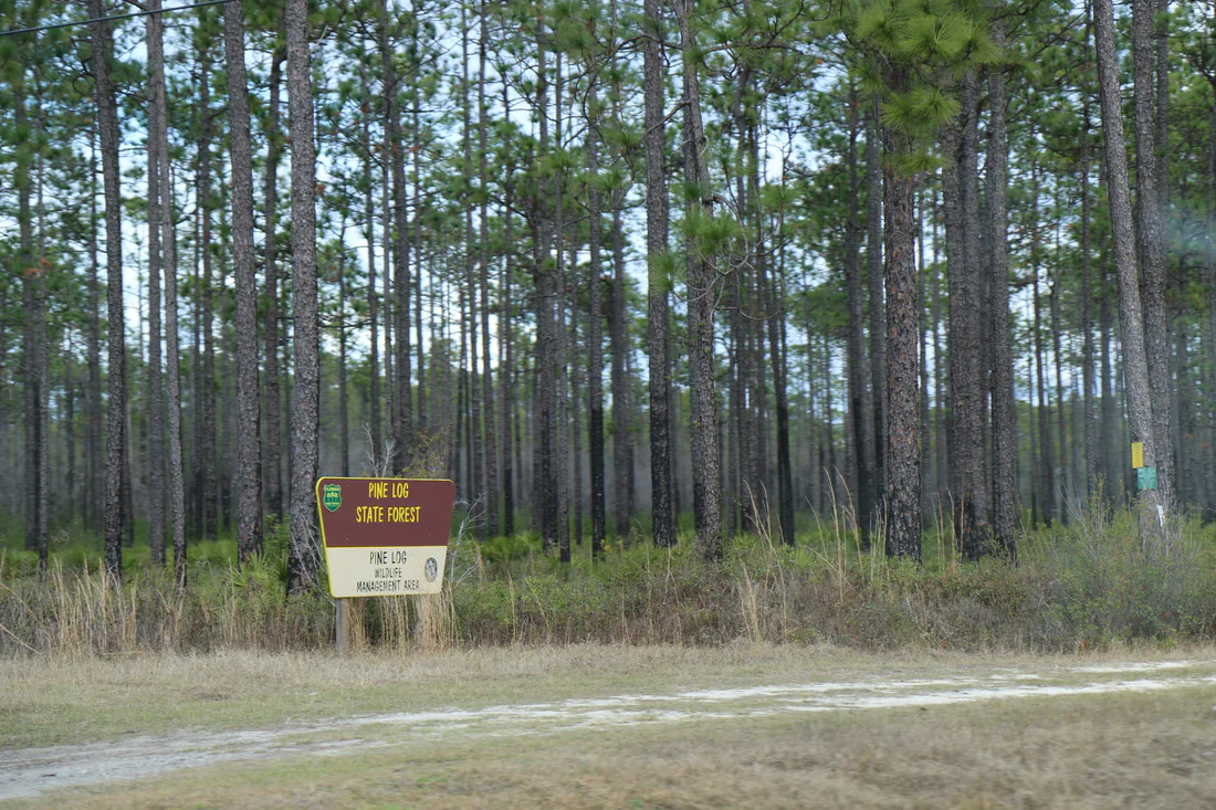Tall pines behind the Pine Log State Forest sign on State Road 79.