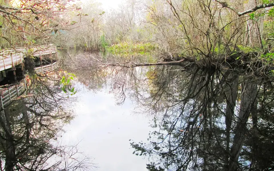 South Florida wetland and cypress landscape