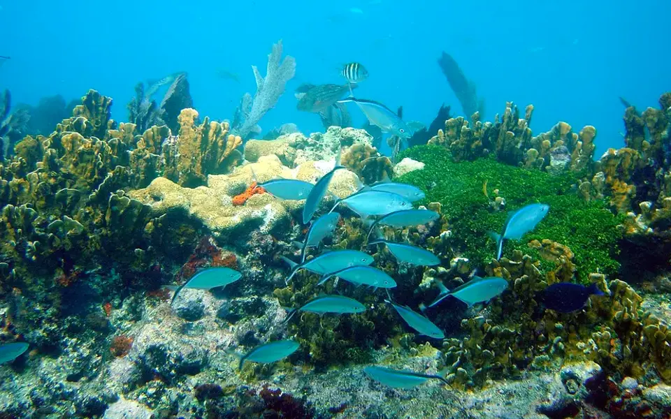 Clear tropical water in the Florida Keys