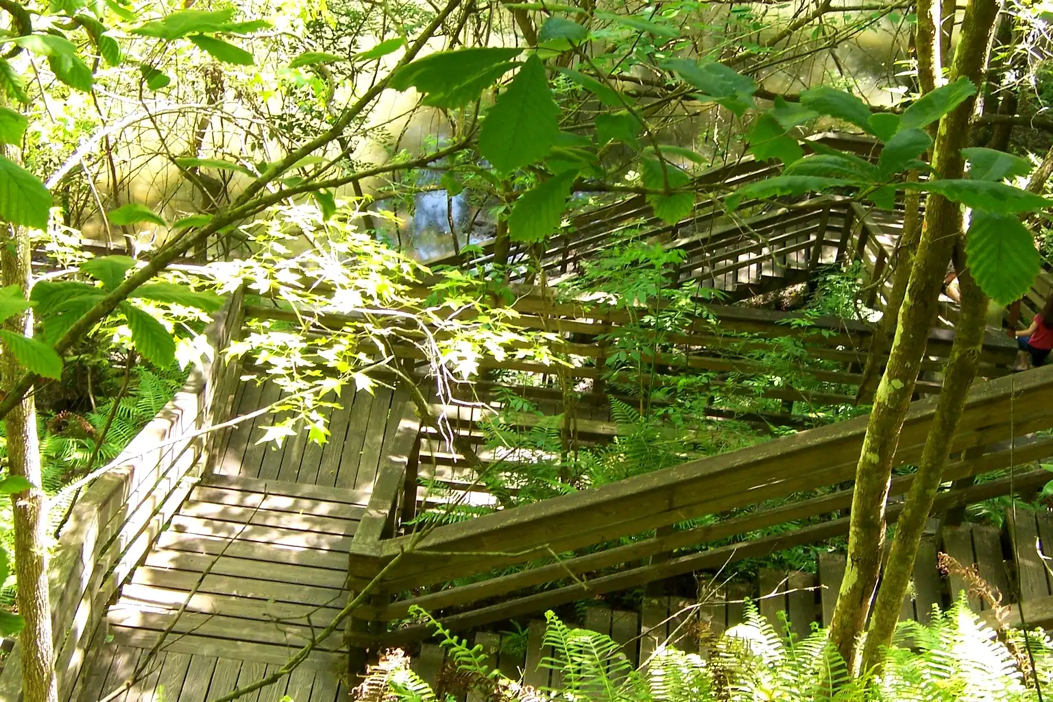 Devil's Millhopper Geological State Park in Alachua County, Florida