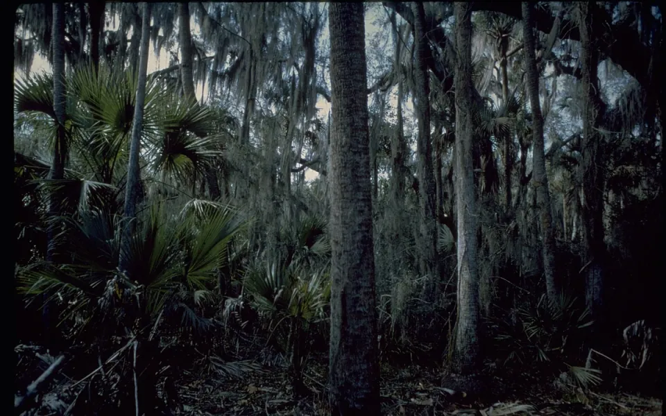 Canaveral National Seashore in Brevard County, Florida