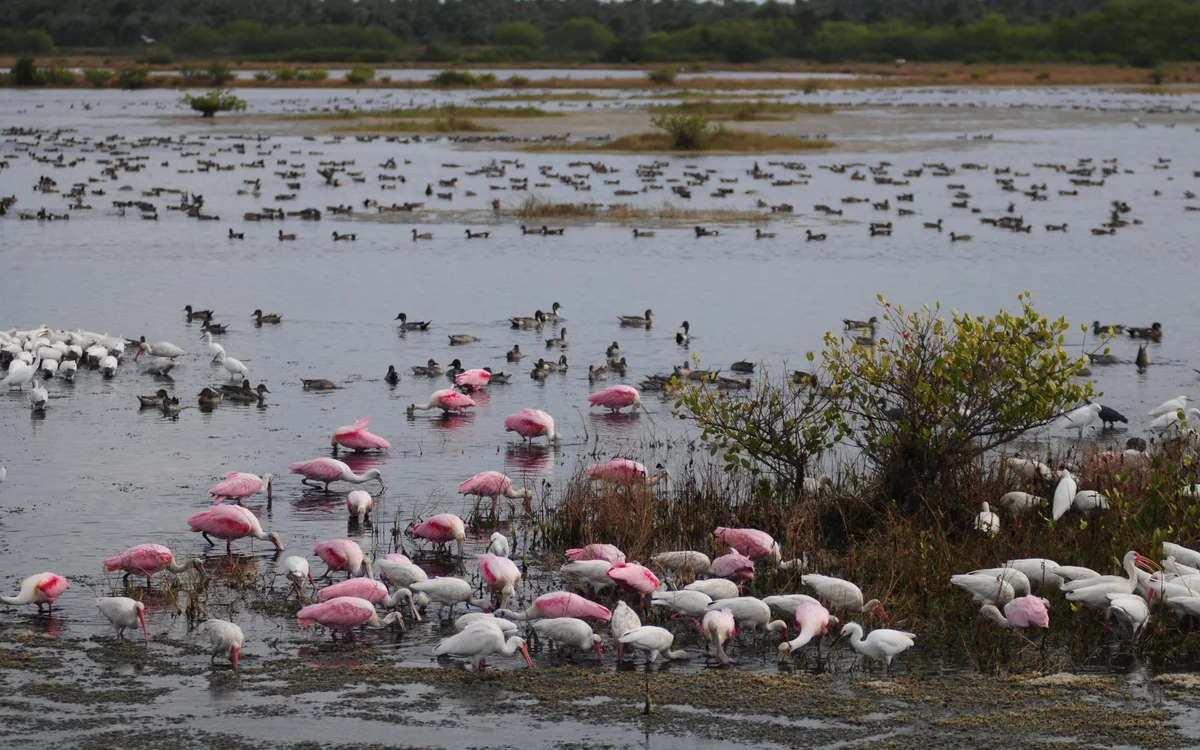 Merritt Island National Wildlife Refuge in Brevard County, Florida