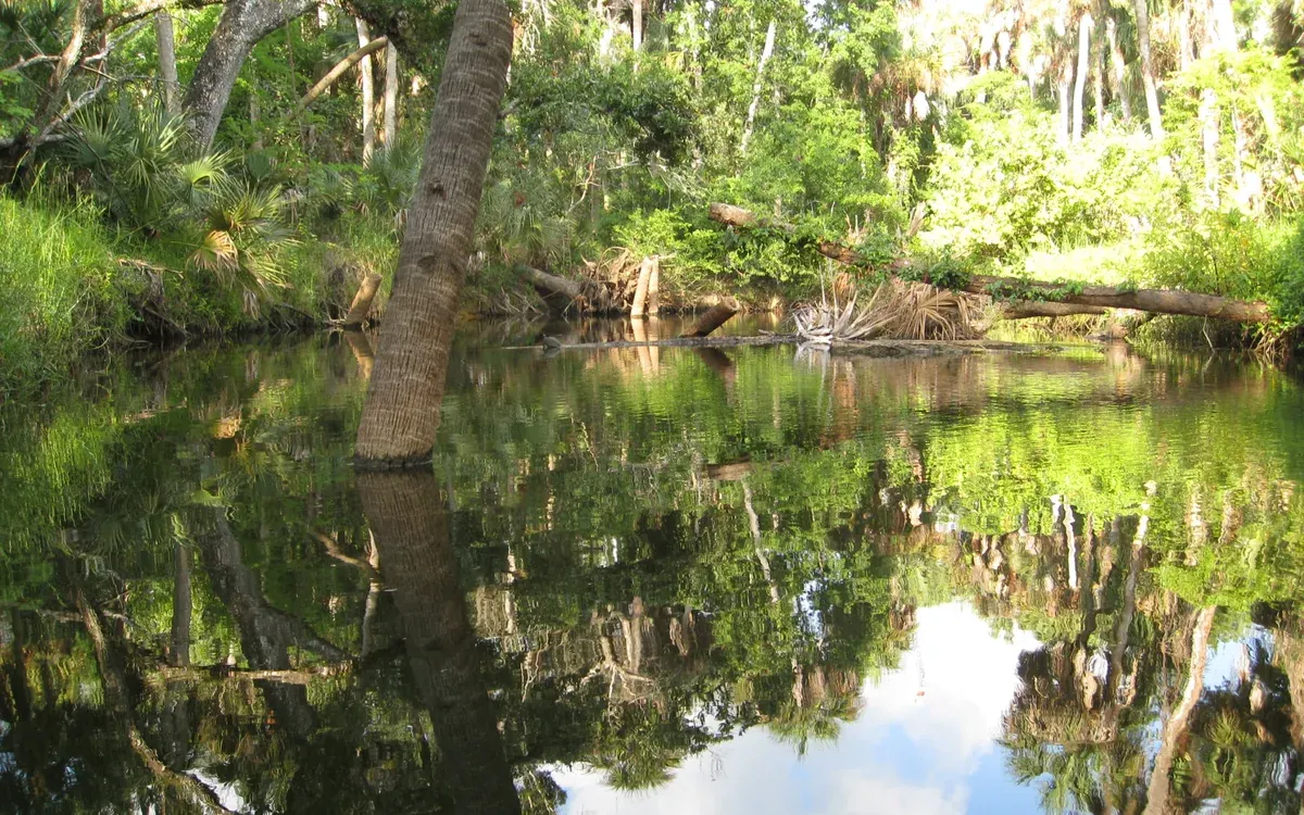 Turkey Creek Sanctuary in Brevard County, Florida