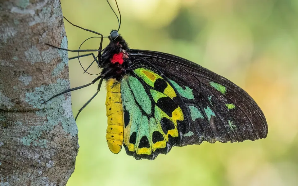 Butterfly World in Broward County, Florida