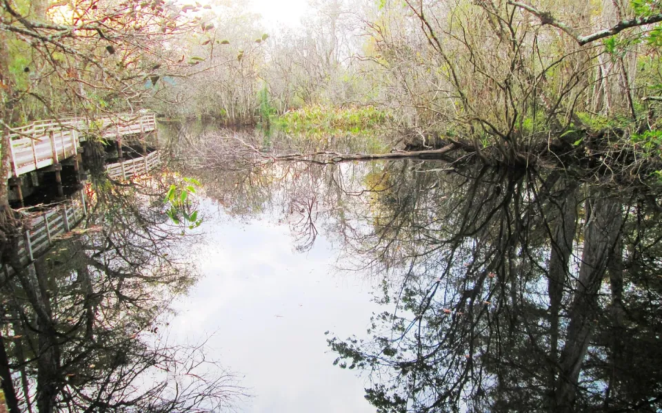 Corkscrew Swamp Sanctuary in Collier County, Florida