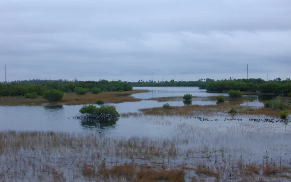 Rookery Bay National Estuarine Research Reserve in Collier County, Florida