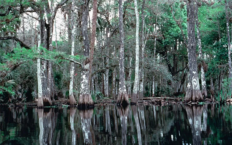 Fisheating Creek Wildlife Management Area in Glades County, Florida