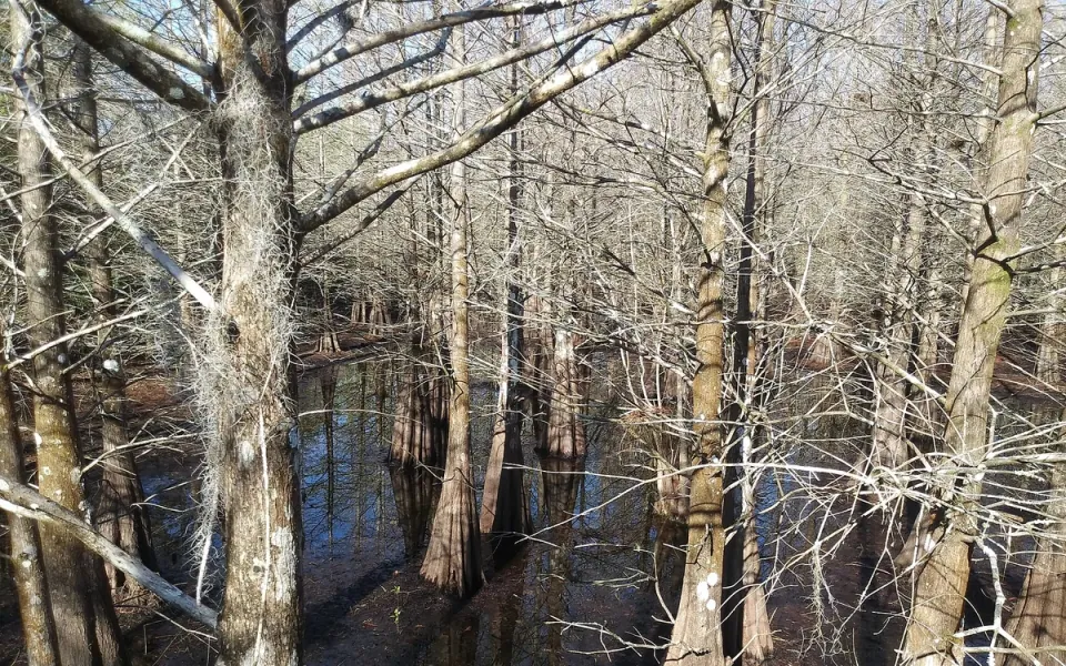 Six Mile Cypress Slough Preserve in Lee County, Florida