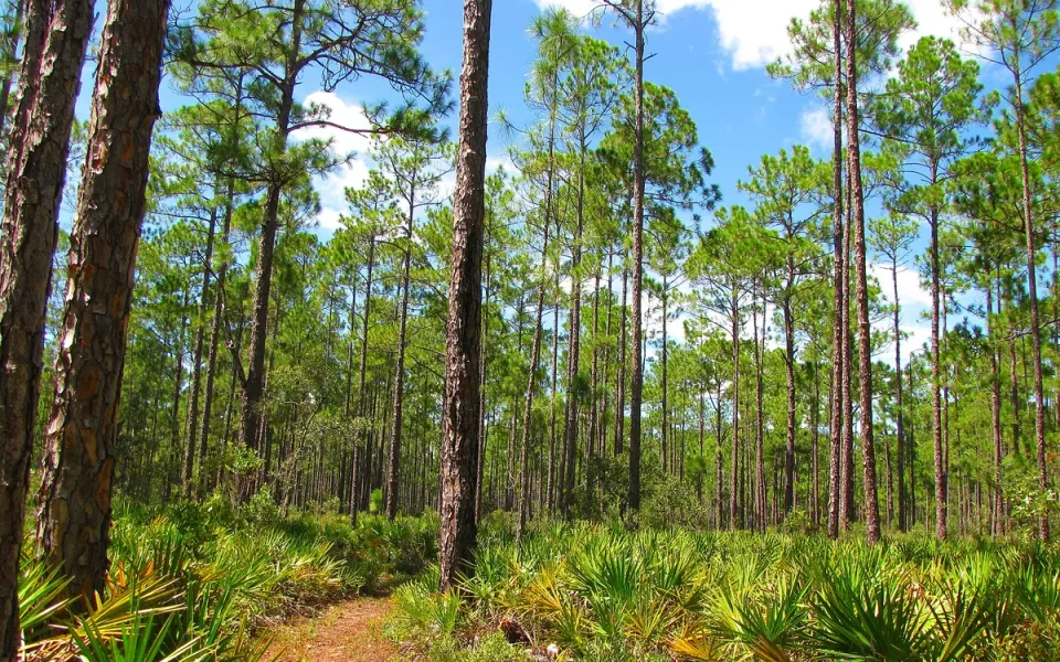 Goethe State Forest in Levy County, Florida