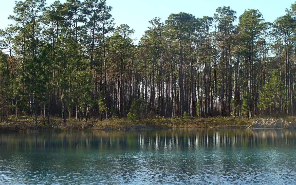 Apalachicola National Forest in Liberty County, Florida