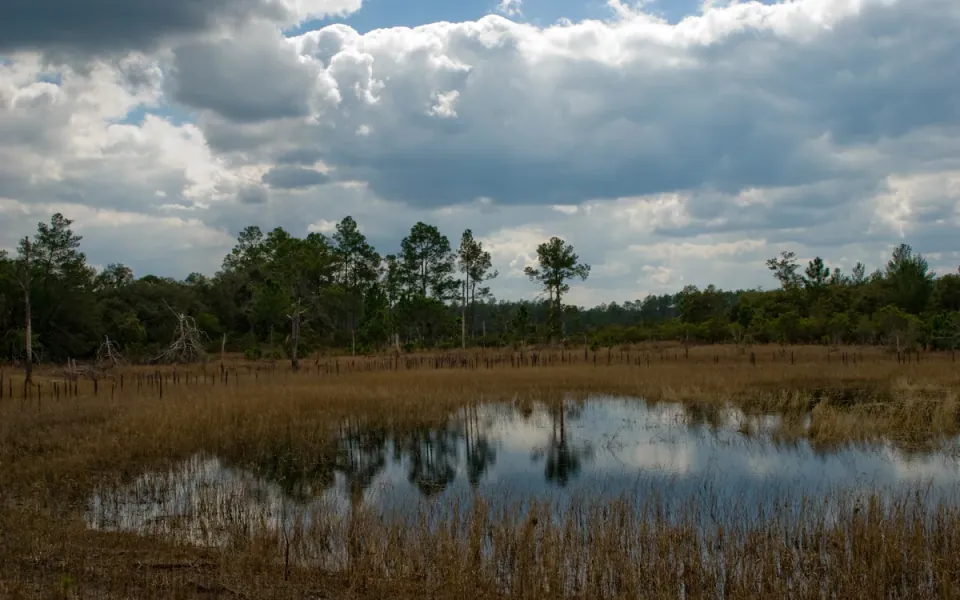 Ocala National Forest in Marion County, Florida