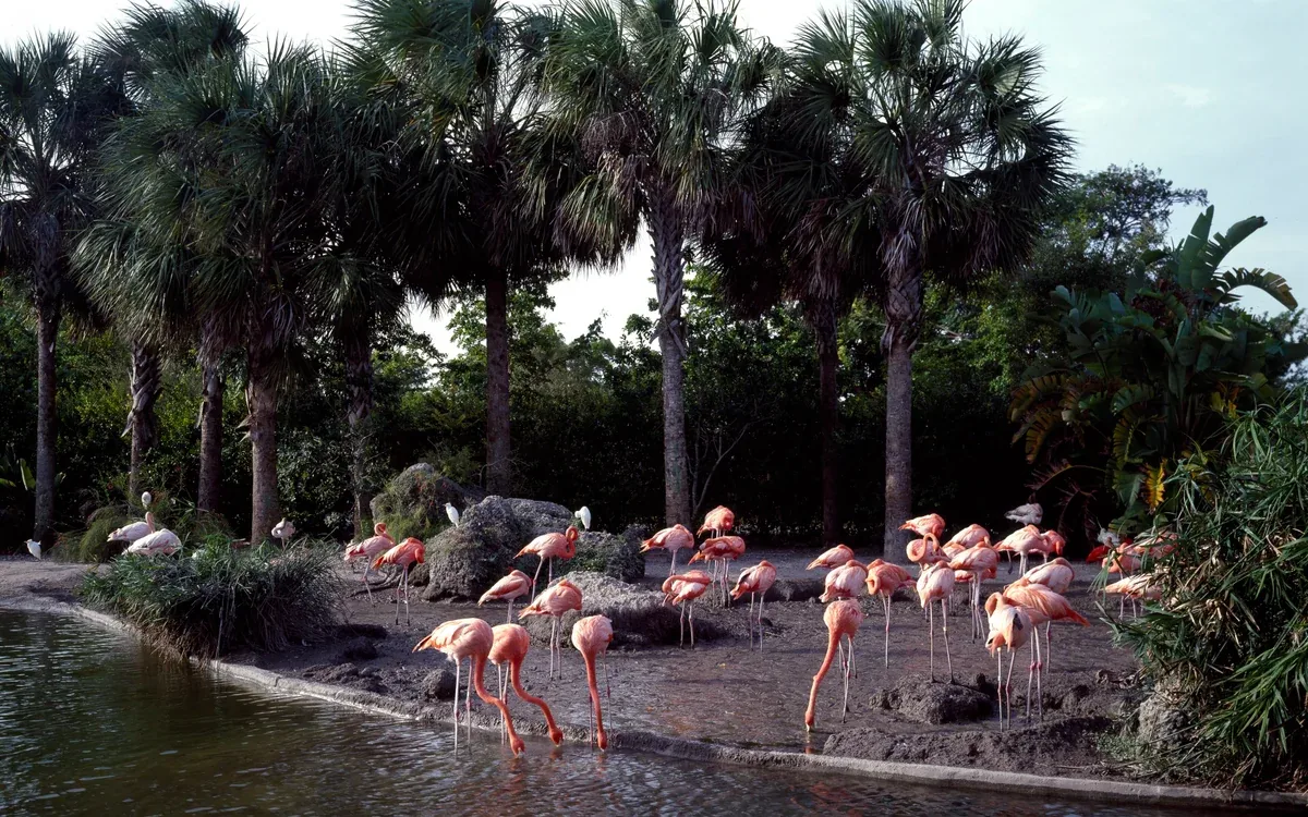 Zoo Miami in Miami-Dade County, Florida