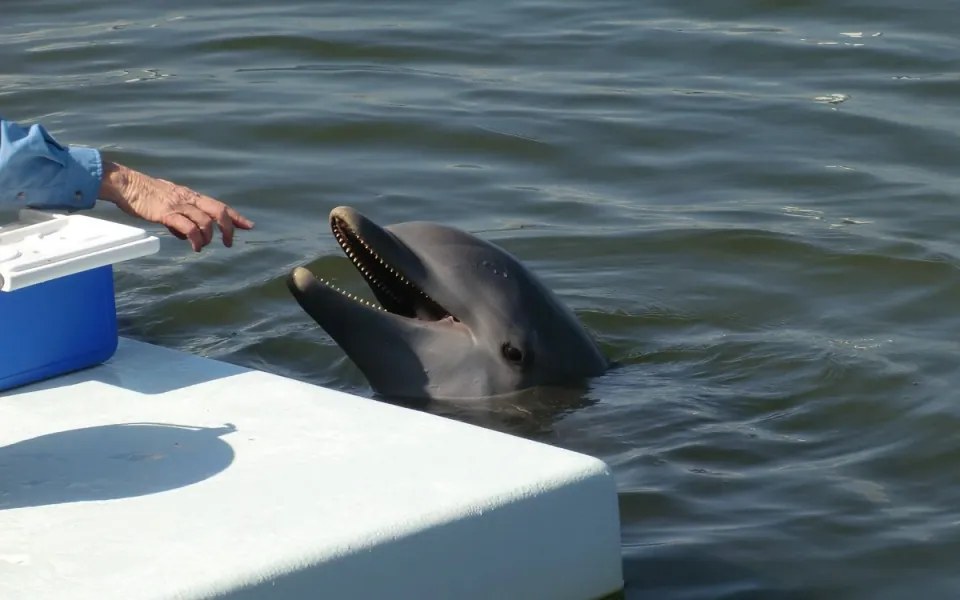 Dolphin Research Center in Monroe County, Florida