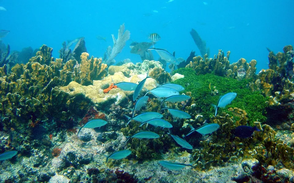 John Pennekamp Coral Reef State Park in Monroe County, Florida