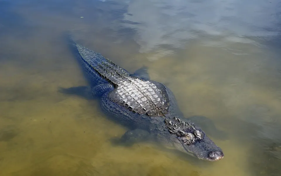 Gatorland in Orange County, Florida