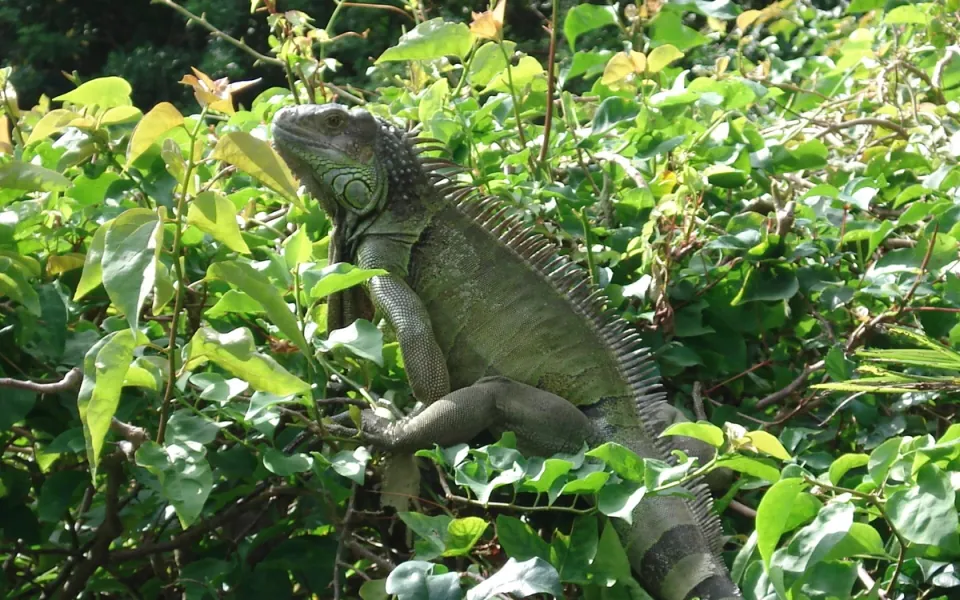Palm Beach Zoo in Palm Beach County, Florida