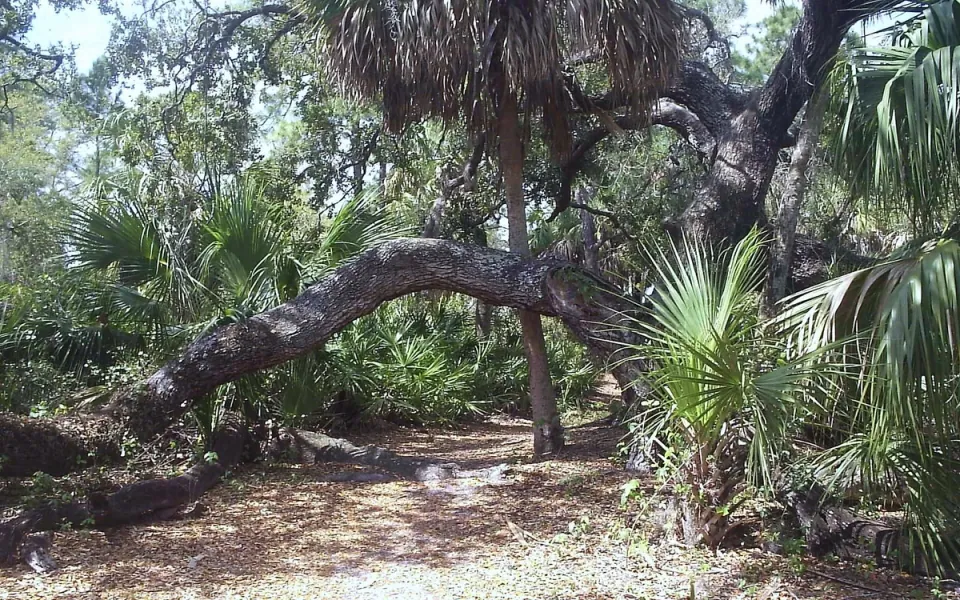 Caladesi Island State Park in Pinellas County, Florida