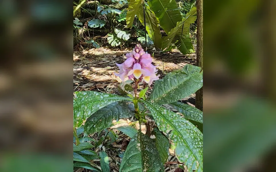 Sunken Gardens in Pinellas County, Florida