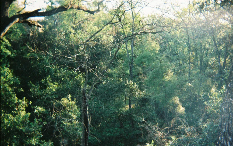 Ravine Gardens State Park in Putnam County, Florida