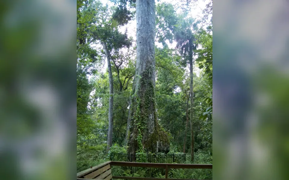 Big Tree Park in Seminole County, Florida