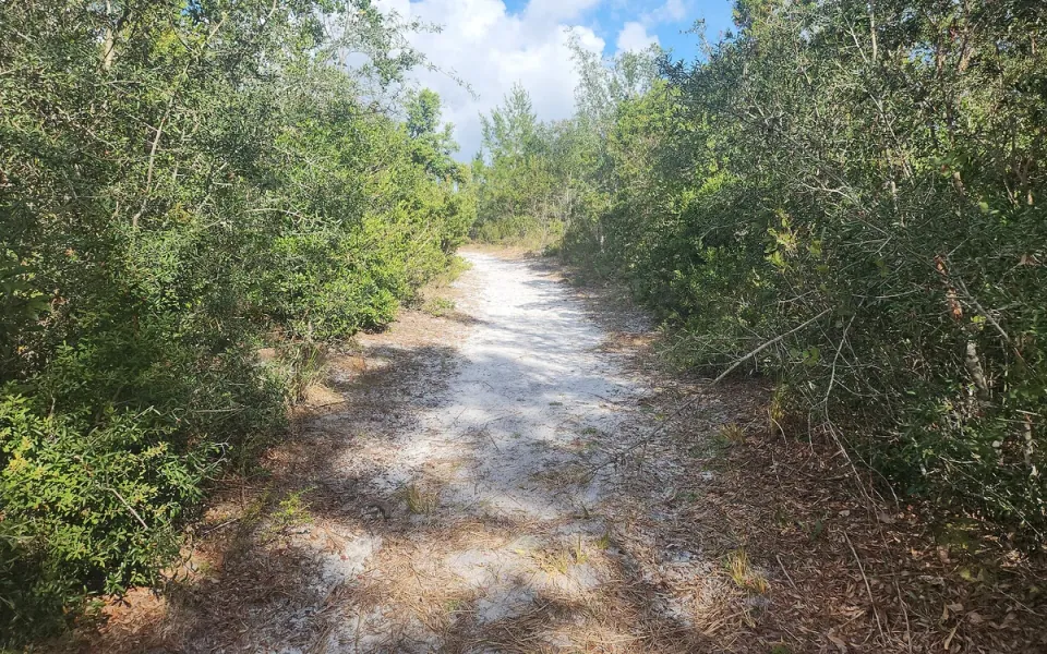 Lyonia Preserve in Volusia County, Florida