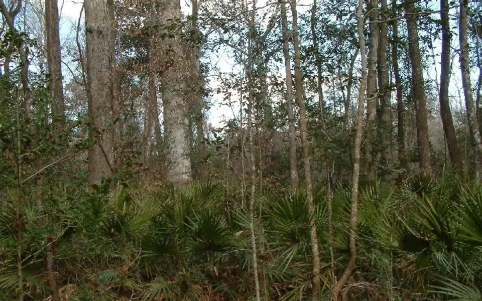 Edward Ball Wakulla Springs State Park in Wakulla County, Florida